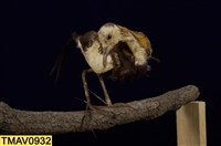 藏品(水雉)的圖片